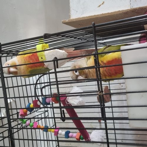 طوطی گریچینگ آناناسی