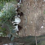 فورش اردک محلی