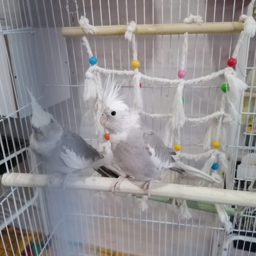 فروش انواع عروس هلندی گرینچیک