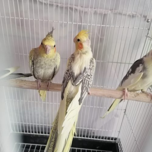 فروش انواع عروس هلندی گرینچیک