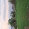 فروش زمین‌در دیلمان