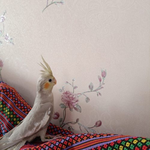 عروس هلندی بسیار زیبا