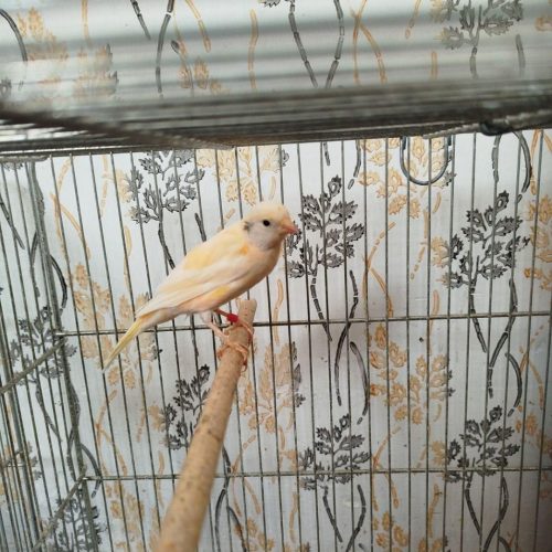 قناری ماده سرخ