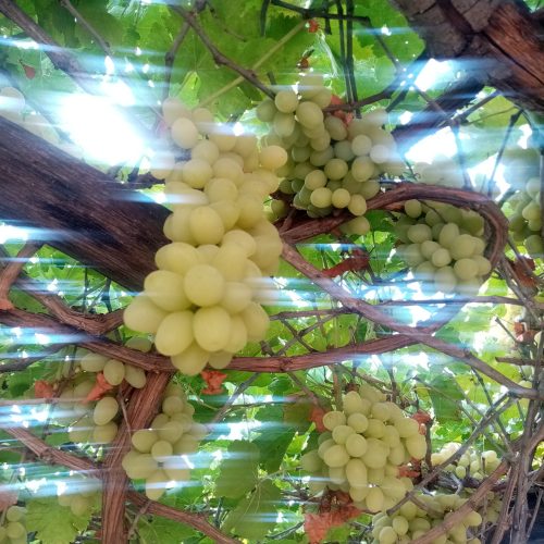 فروش انگور قرمز و سبز عمده و فعلی