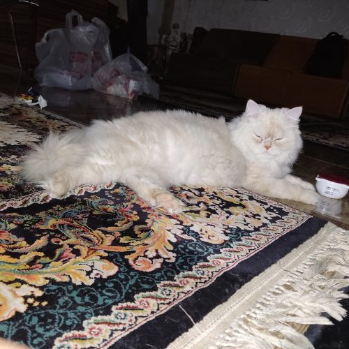 گربه زیبای پرزین