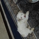 واگذاری سگ شیتزو تریر