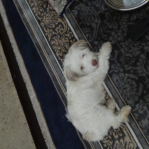 واگذاری سگ شیتزو تریر