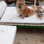 سگ پامرانین