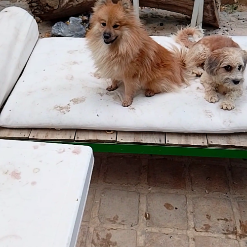 سگ پامرانین