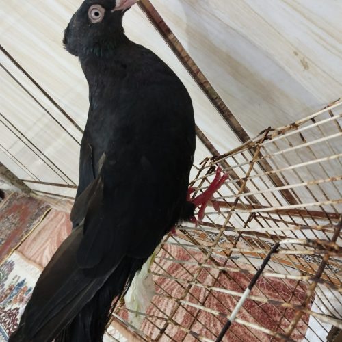 خوزستان شهر دارخوین بصیرت 2 پلاک1