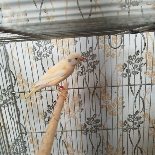 قناری ماده سرخ