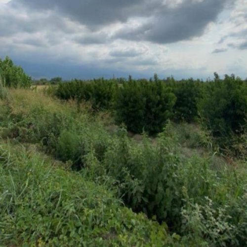 فروش فوری باغ