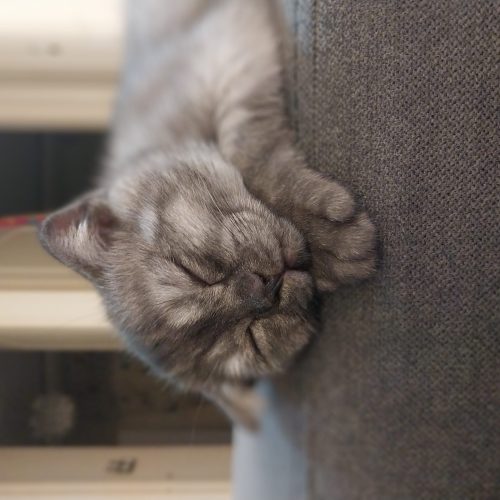 گربه اسکاتیش فولد