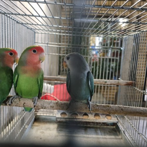 کوتوله صورت هلویی مولد با جوجه و قفس