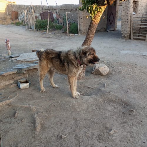 سگ نر و سرابی
