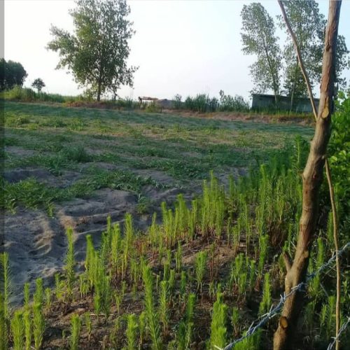 فروش زمین ساحلی