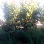 کارگر ساده خانم