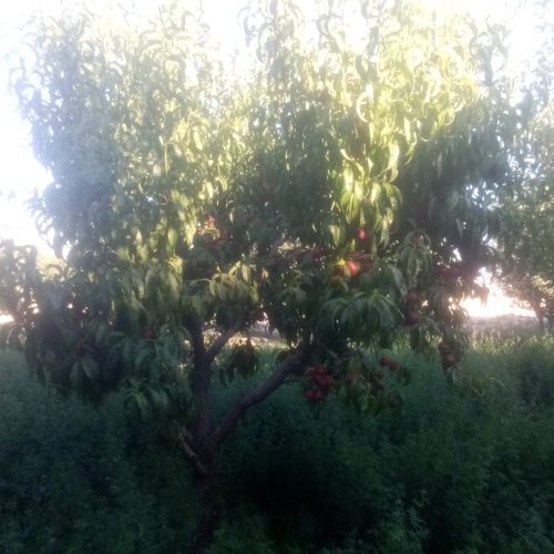 کارگر ساده خانم