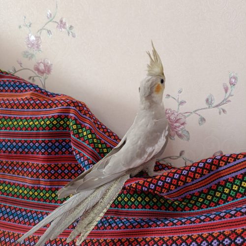 عروس هلندی بسیار زیبا