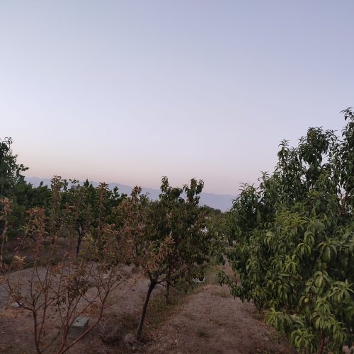 باغچه با درختان میوه