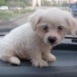 واگذاری سگ 30روزه