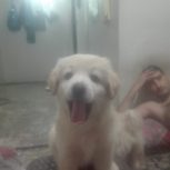 طوله دوماهه اشپیتس