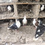 کبوتر ساده فروشی