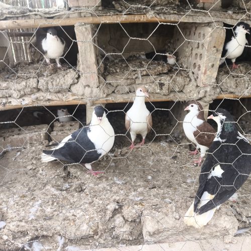 کبوتر ساده فروشی