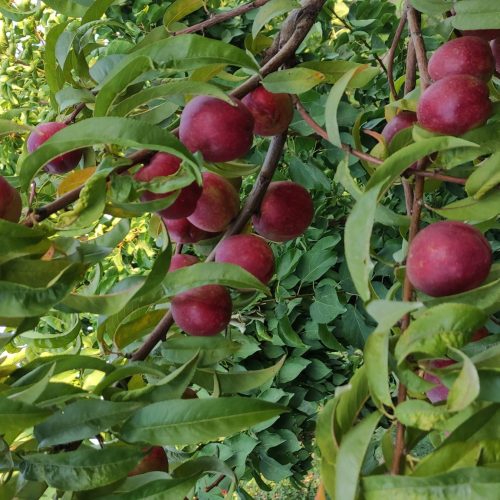 باغچه سرسبز اندرخ