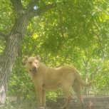 ماده افغان پدر و مادر وارداتی  فحل است و آماده آماده واگذاری