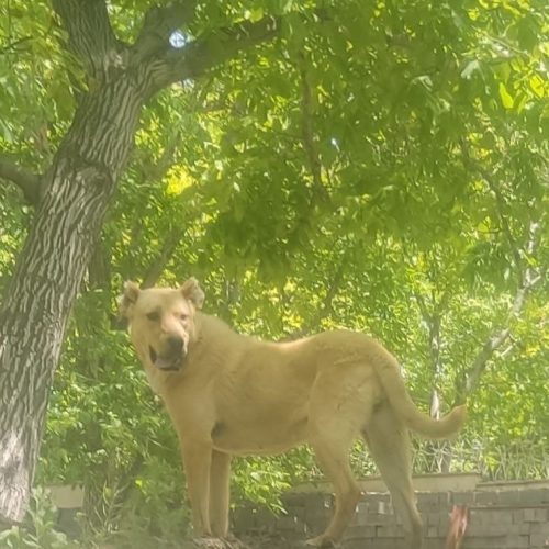 ماده افغان پدر و مادر وارداتی  فحل است و آماده آماده واگذاری