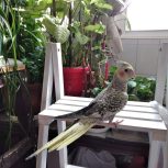 عروس هلندی بسیار زیبا