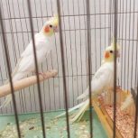 فروش عروس هلندی