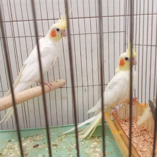 فروش عروس هلندی