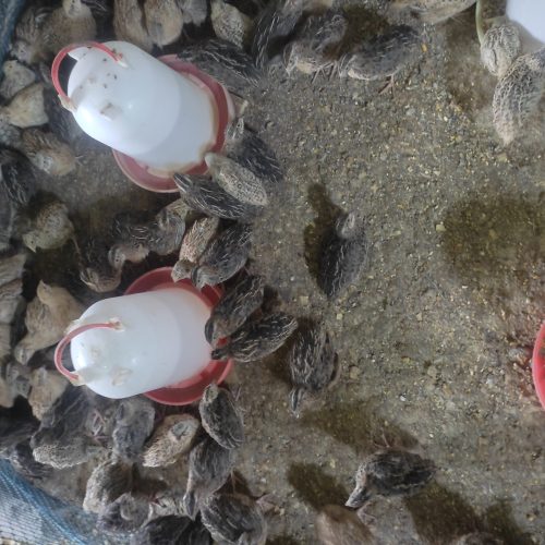 بلدرچین بالغ تخمگذار و گوشتی