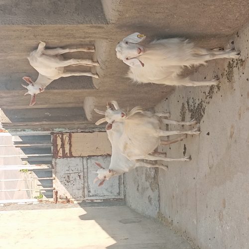 4 عدد بز سانند