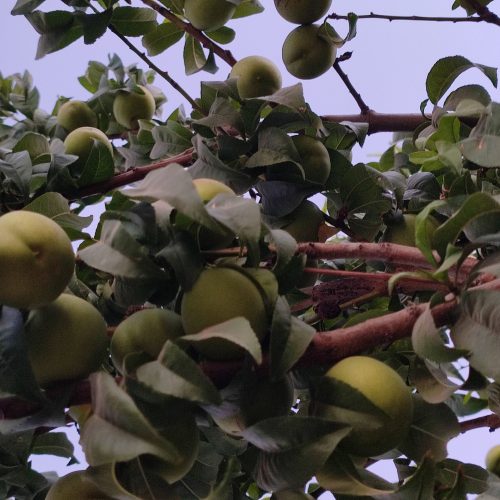 باغچه با درختان میوه