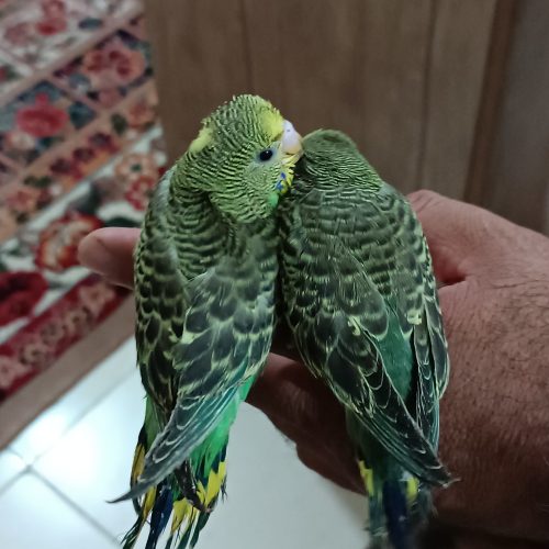 جوجه مرغ عشق