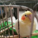 چهار عدد عروس