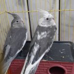 فروش یک جفت عروس هلندی