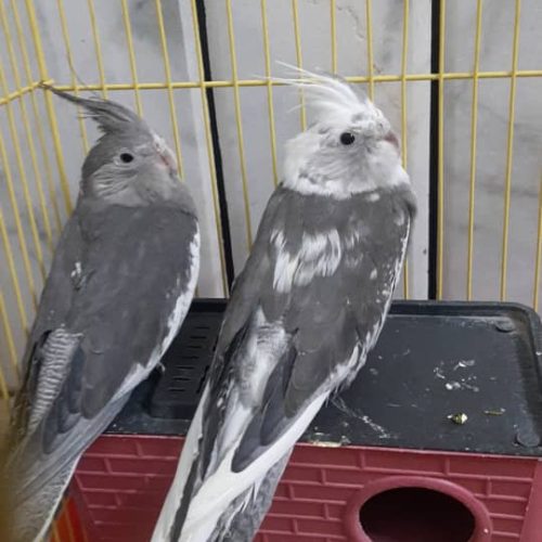 فروش یک جفت عروس هلندی