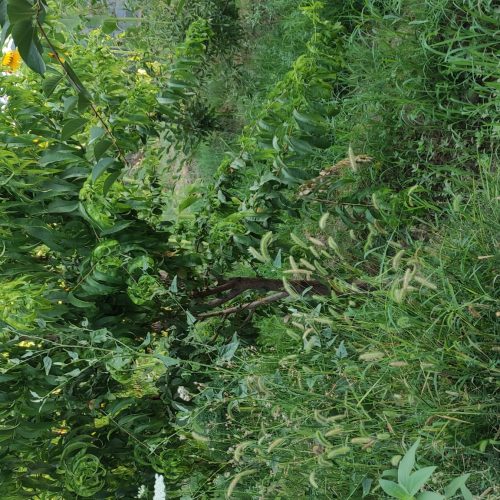 باغچه سرسبز اندرخ