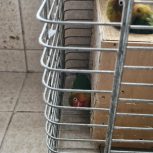 طوطی برزیلی  عروس هلندی