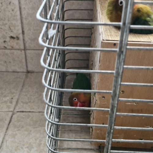 طوطی برزیلی  عروس هلندی