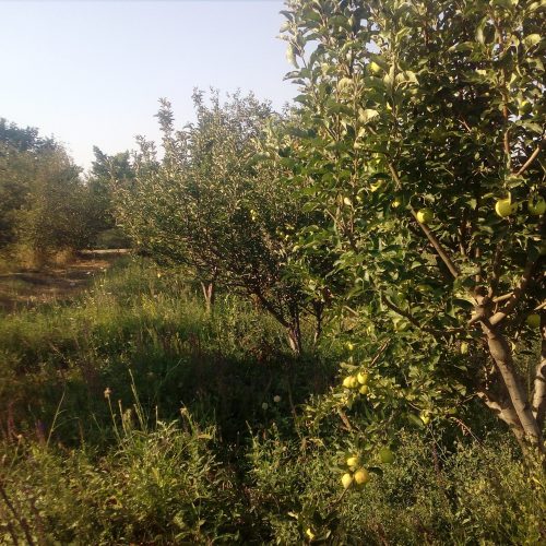 فروش یک قطعه باغ