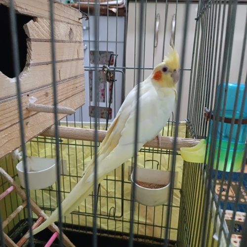 یک جفت عروس هلندی با قفس بزوگ تمام وسیله