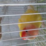 عروس هلندی و کوتوله برزیلی