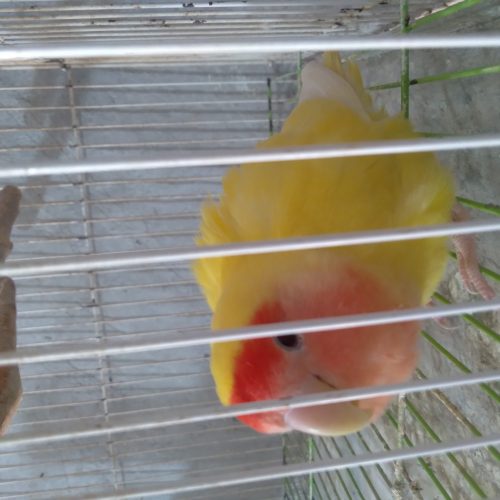 عروس هلندی و کوتوله برزیلی