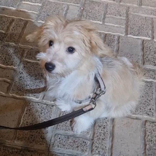 واگذاری رایگان