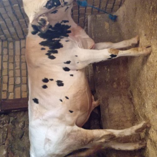 گوساله سیمیتال